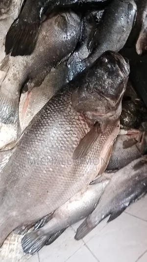Nile Perch/Mbuta 1KG - 580(Lates Niloticus)