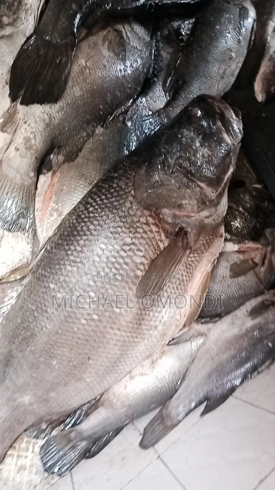 Nile Perch/Mbuta 1KG - 580(Lates Niloticus)