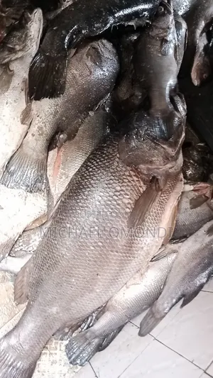 Nile Perch/Mbuta 1KG - 580(Lates Niloticus)