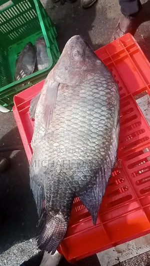 Tilapia 1KG - 550 (Oreochromis Niloticus)