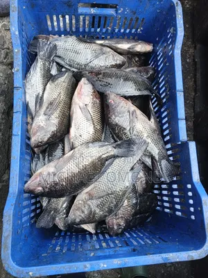 Tilapia 1KG - 550 (Oreochromis Niloticus)