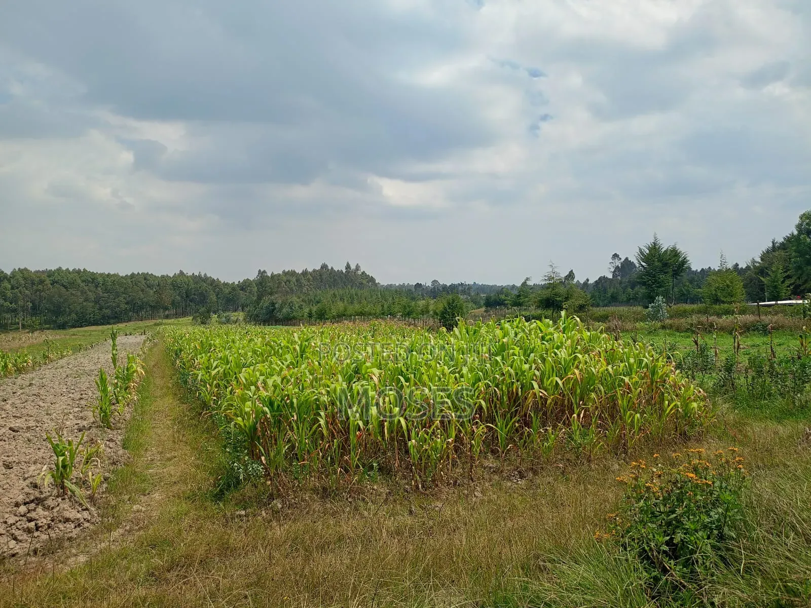 Land for Sale in Nyandarua Engineer