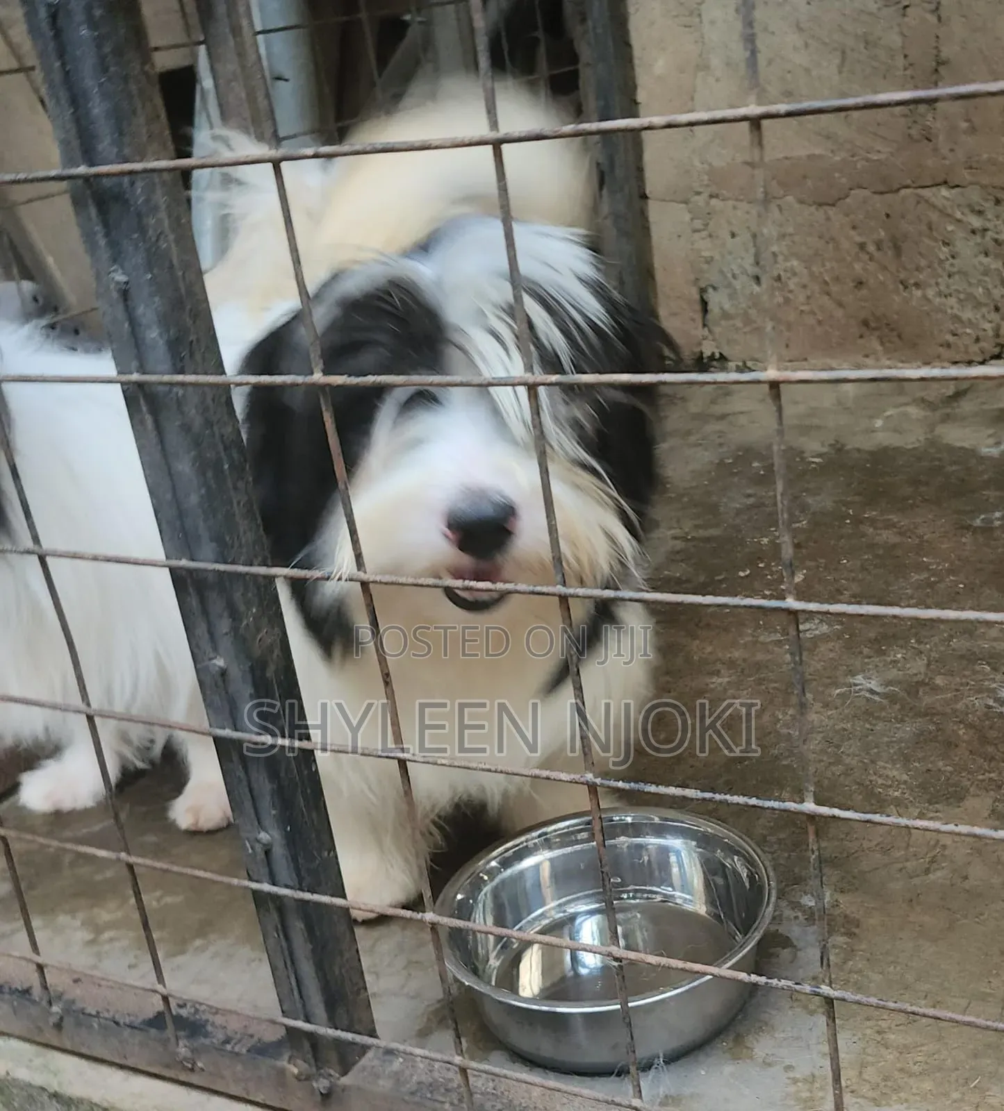 6-12 months Male Mixed Breed Maltese Shih Tzu