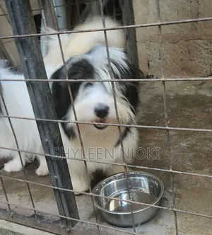 6-12 months Male Mixed Breed Maltese Shih Tzu