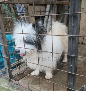 6-12 months Male Mixed Breed Maltese Shih Tzu