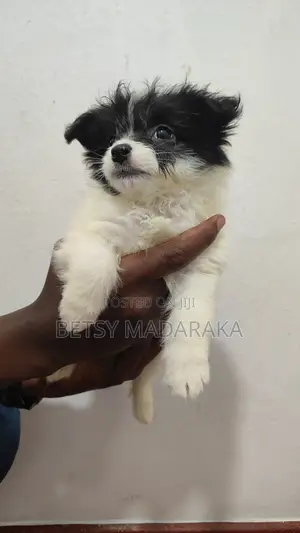 1-3 months Female Mixed Breed Havanese