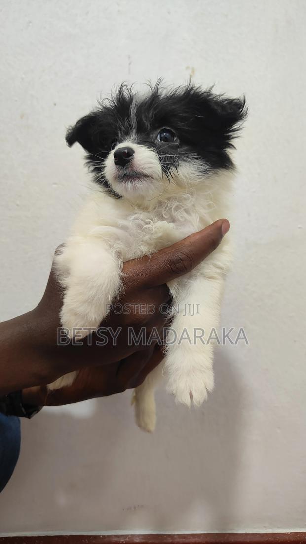 1-3 months Female Mixed Breed Havanese
