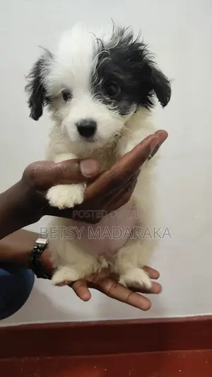 1-3 months Female Mixed Breed Havanese