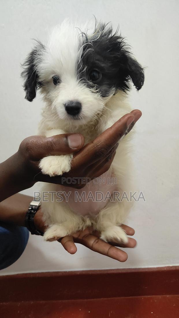 1-3 months Female Mixed Breed Havanese - thumbnail 2