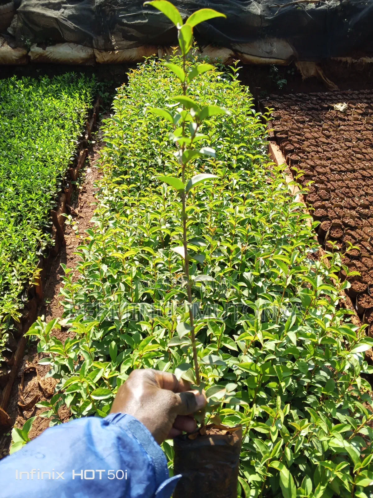 Japonica Hedge Seedlings