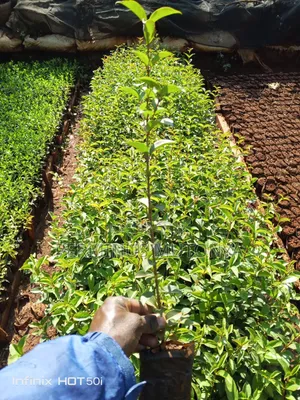 Japonica Hedge Seedlings