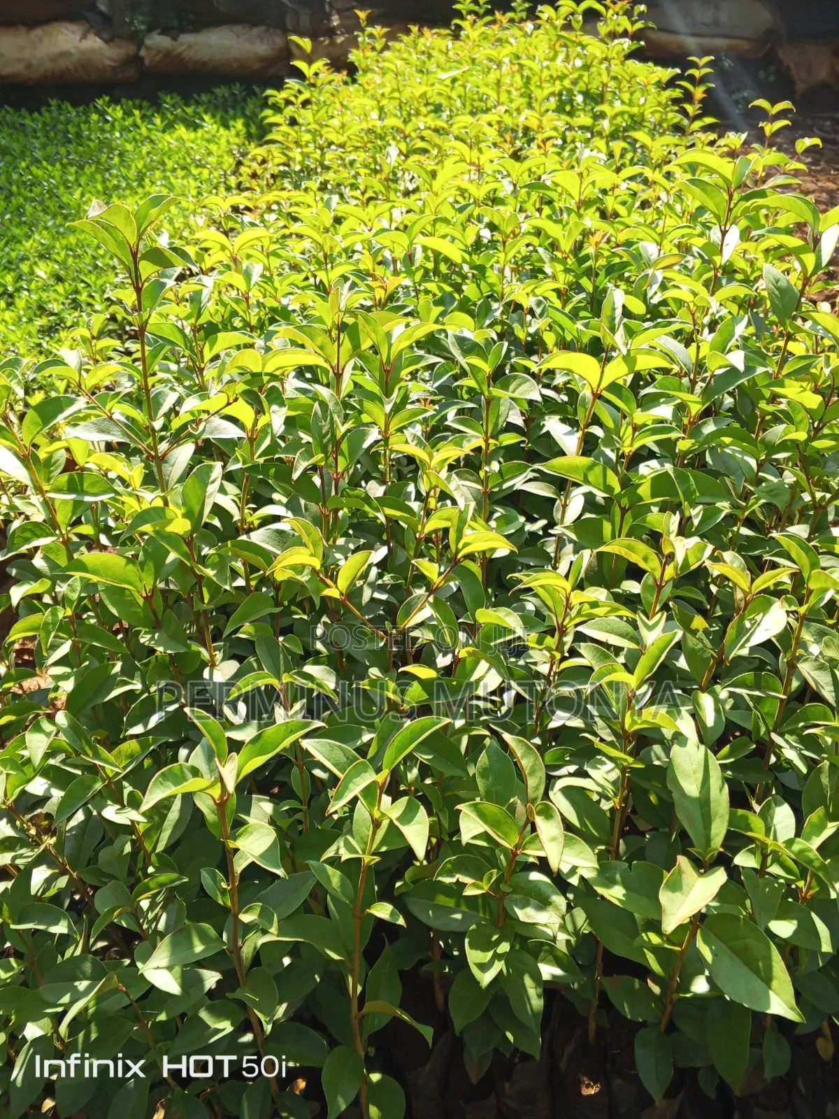 Japonica Hedge Seedlings