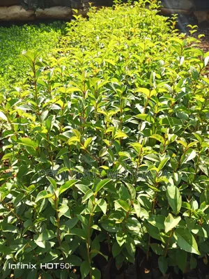 Japonica Hedge Seedlings