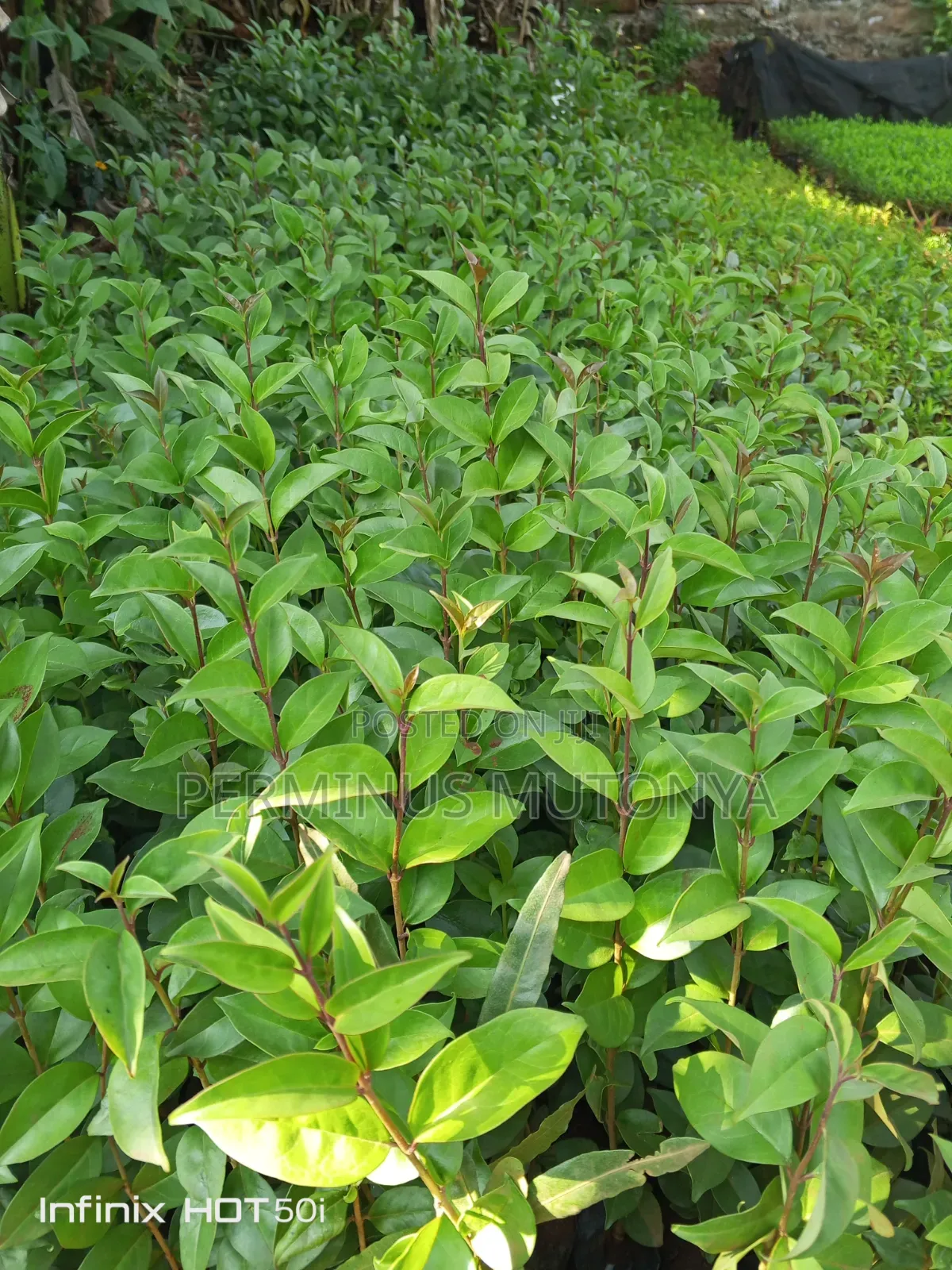 Japonica Hedge Seedlings