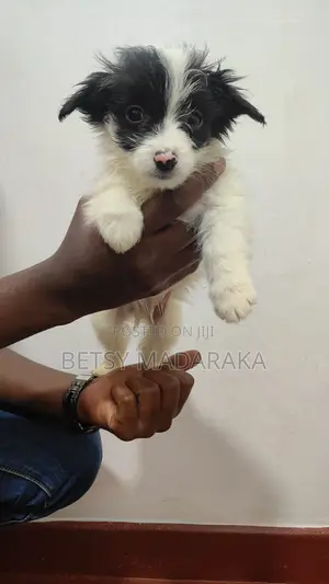 1-3 months Male Mixed Breed Havanese