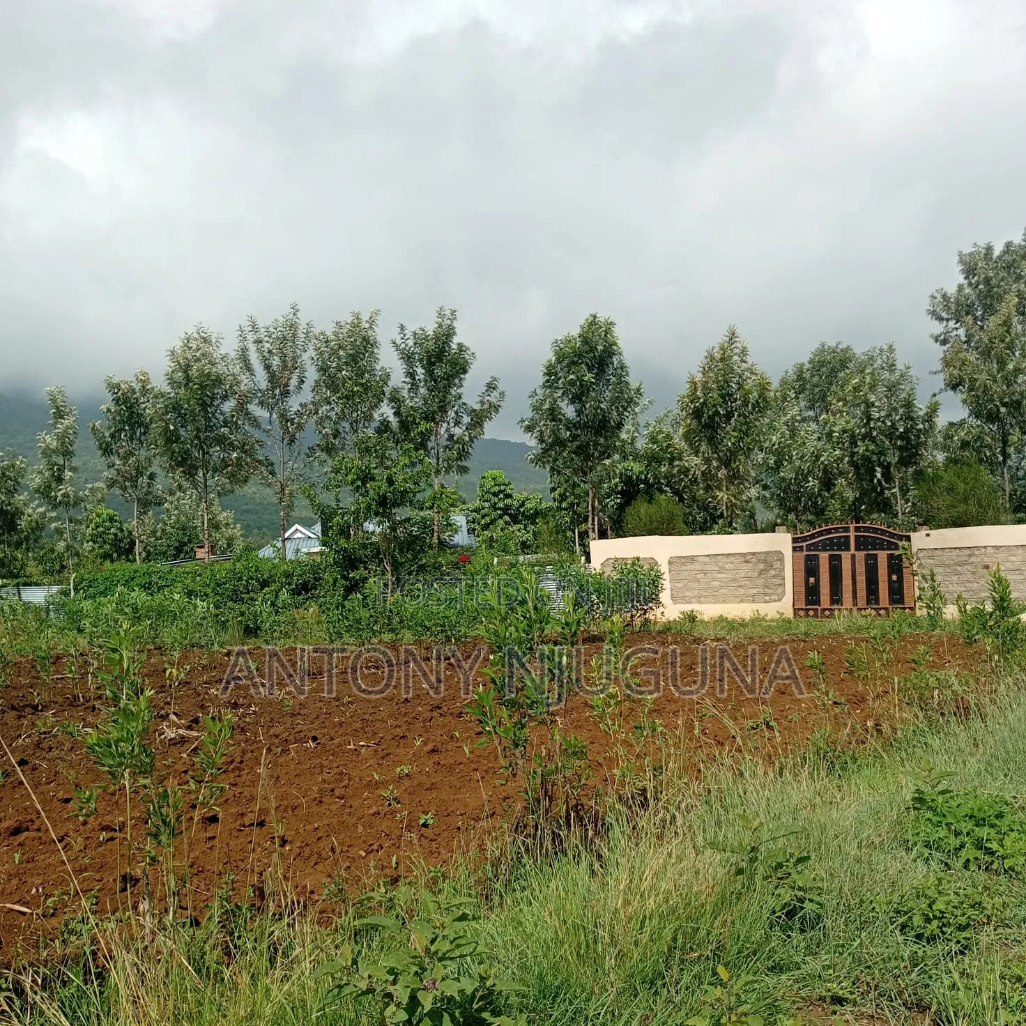 50*100 Plots in Kilimambogo at 350,000