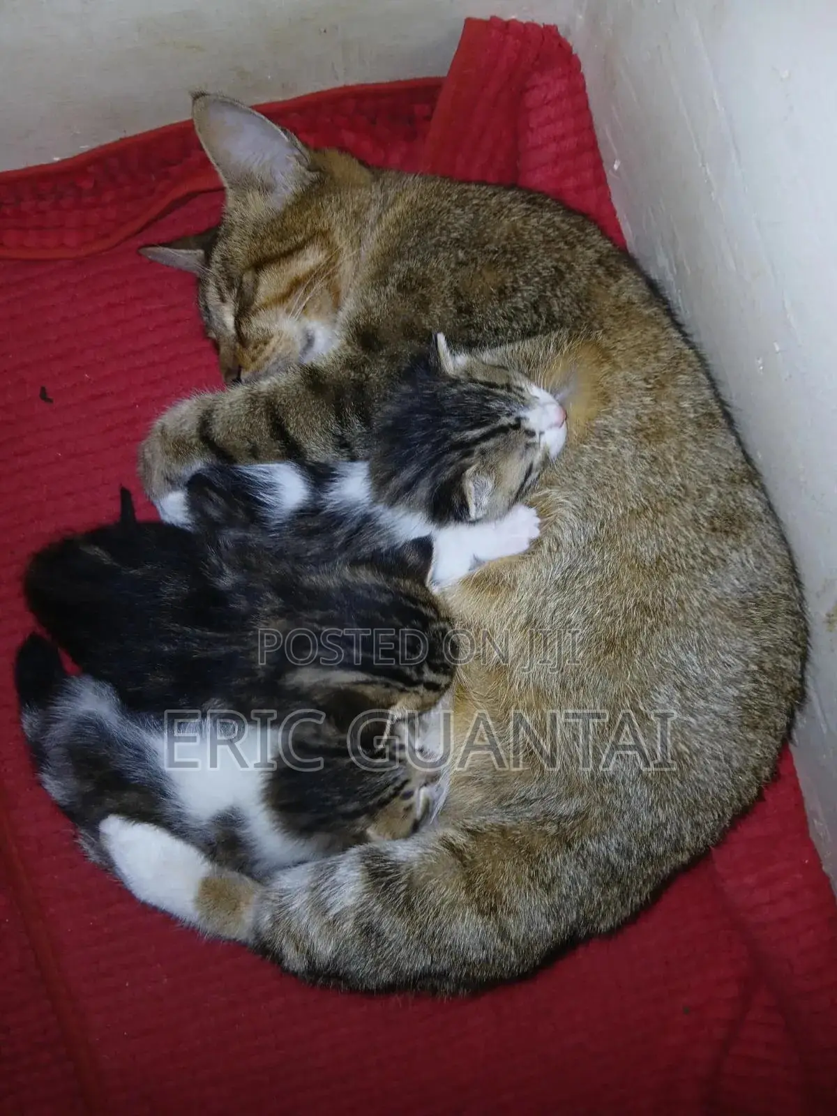 0-1 month Male Purebred British Shorthair