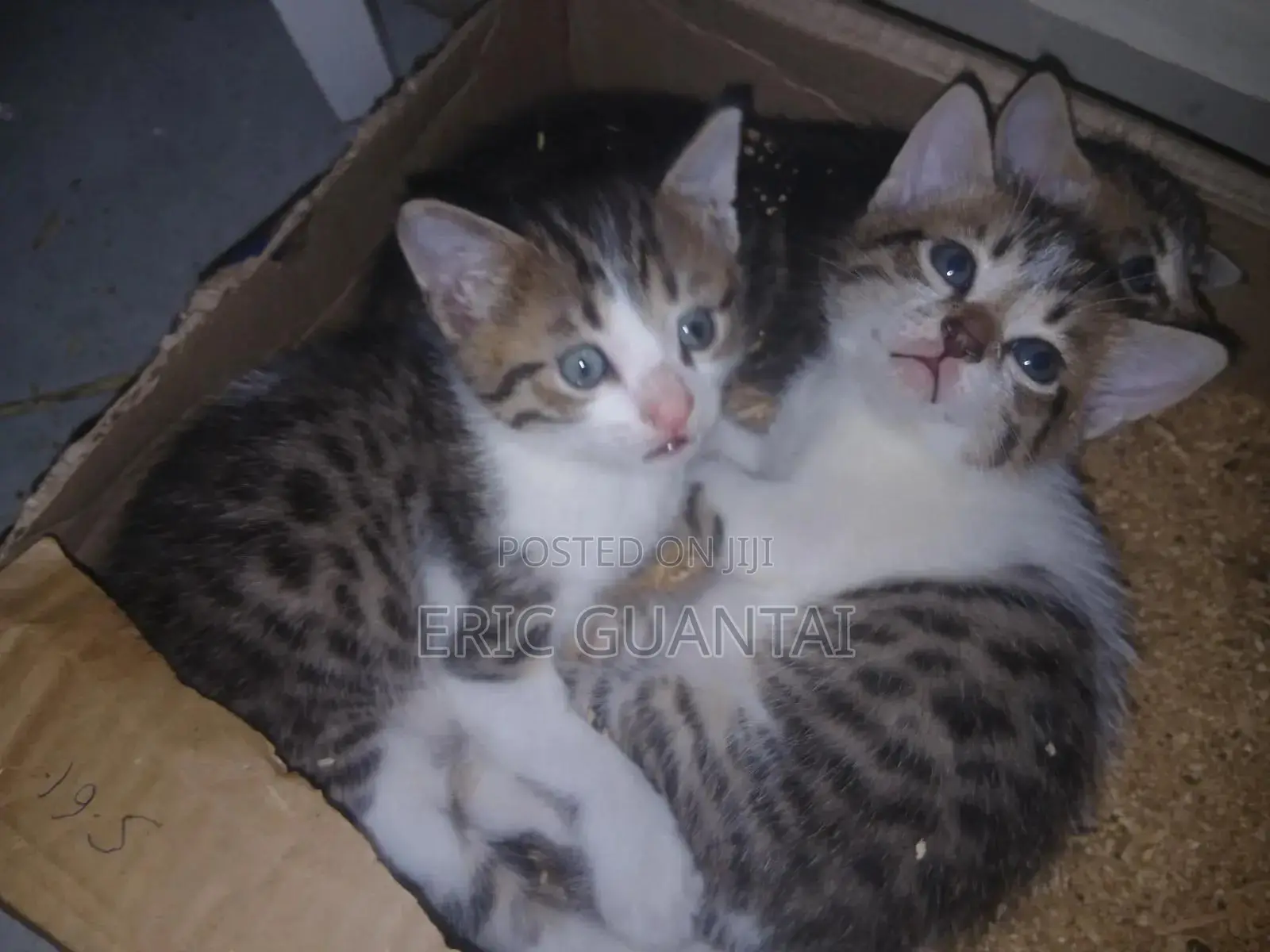 0-1 month Male Purebred British Shorthair