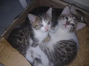 0-1 month Male Purebred British Shorthair
