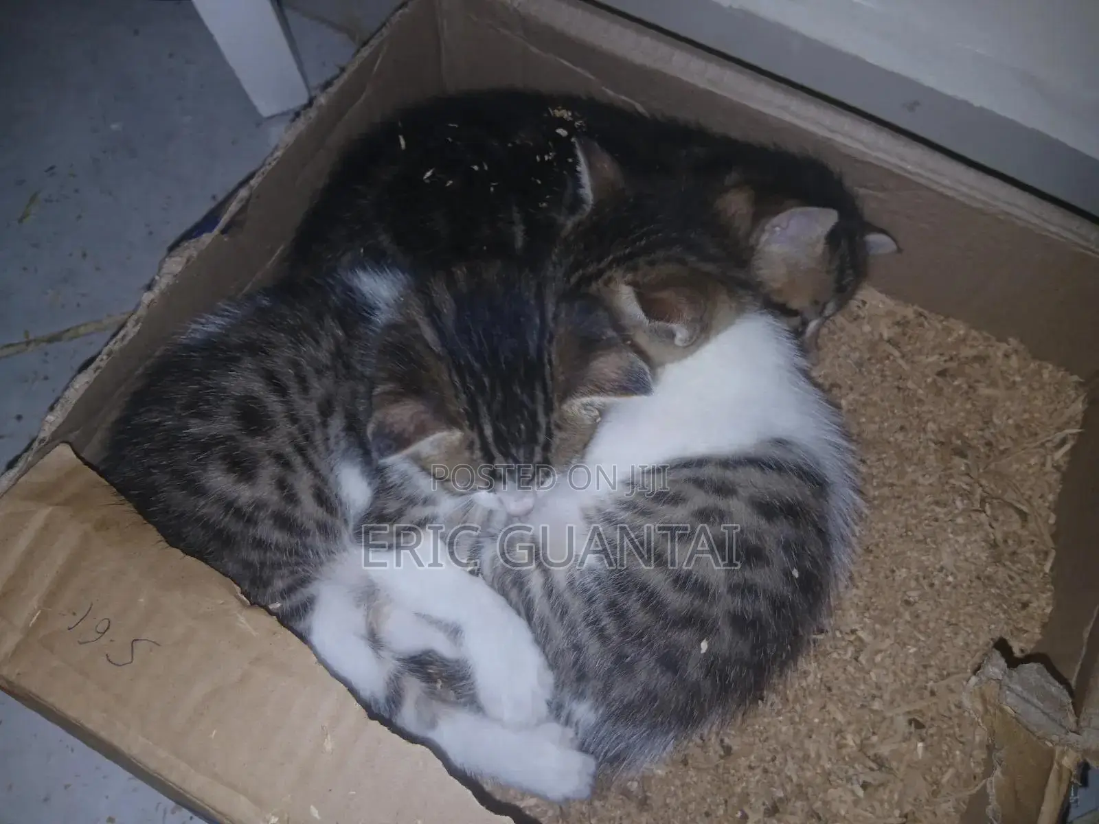 0-1 month Male Purebred British Shorthair
