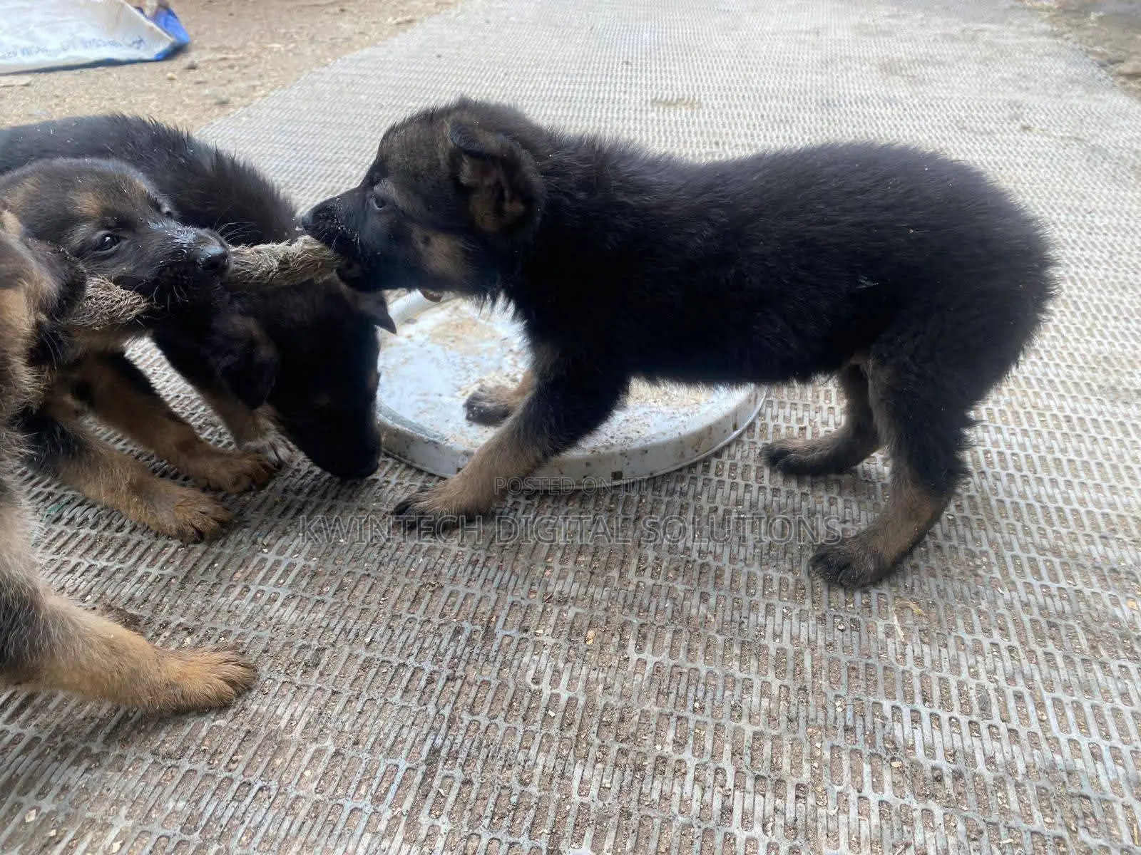 1-3 months Female Purebred German Shepherd