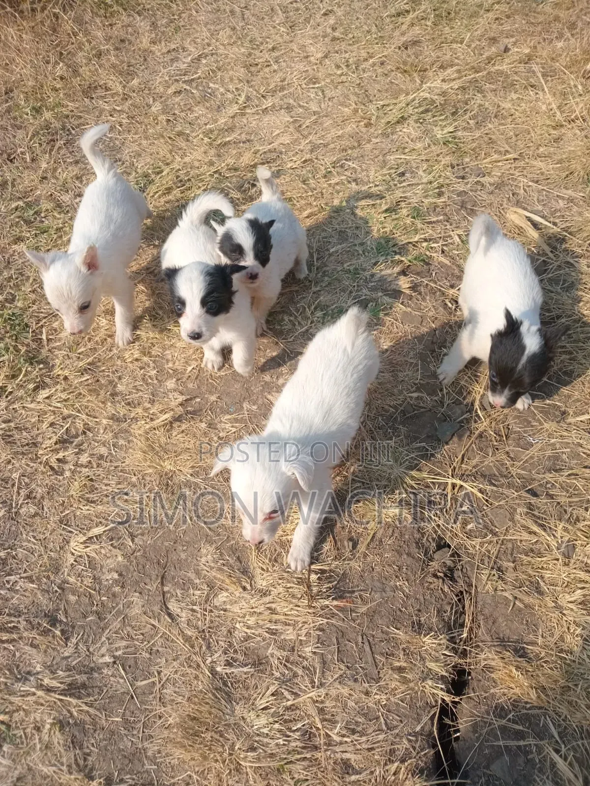 1-3 months Male Purebred Japanese Spitz