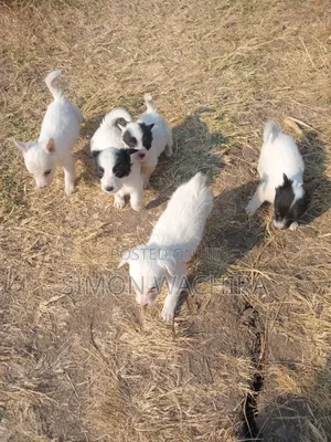 1-3 months Male Purebred Japanese Spitz
