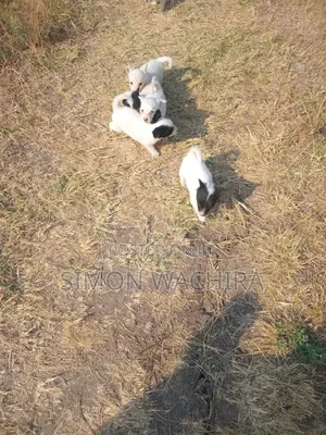 1-3 months Male Purebred Japanese Spitz