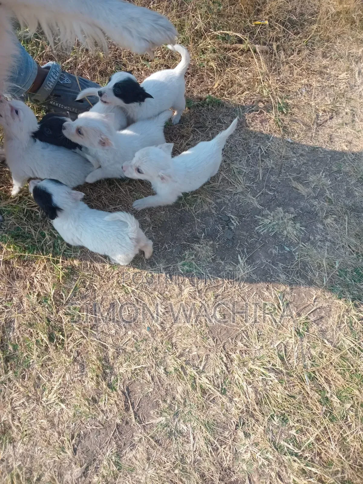 1-3 months Male Purebred Japanese Spitz