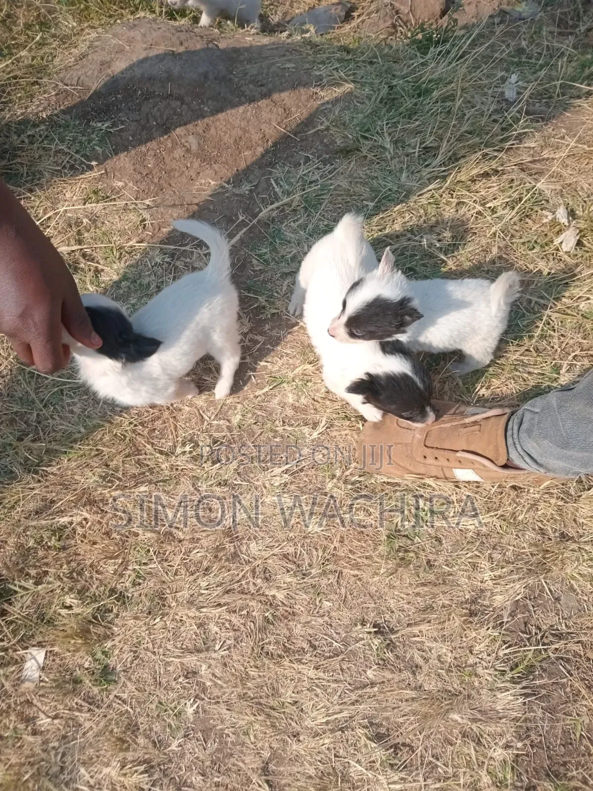 1-3 months Male Purebred Japanese Spitz