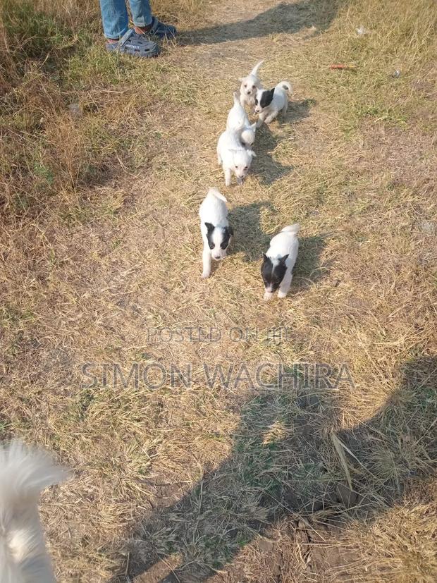 1-3 months Male Purebred Japanese Spitz - thumbnail 8