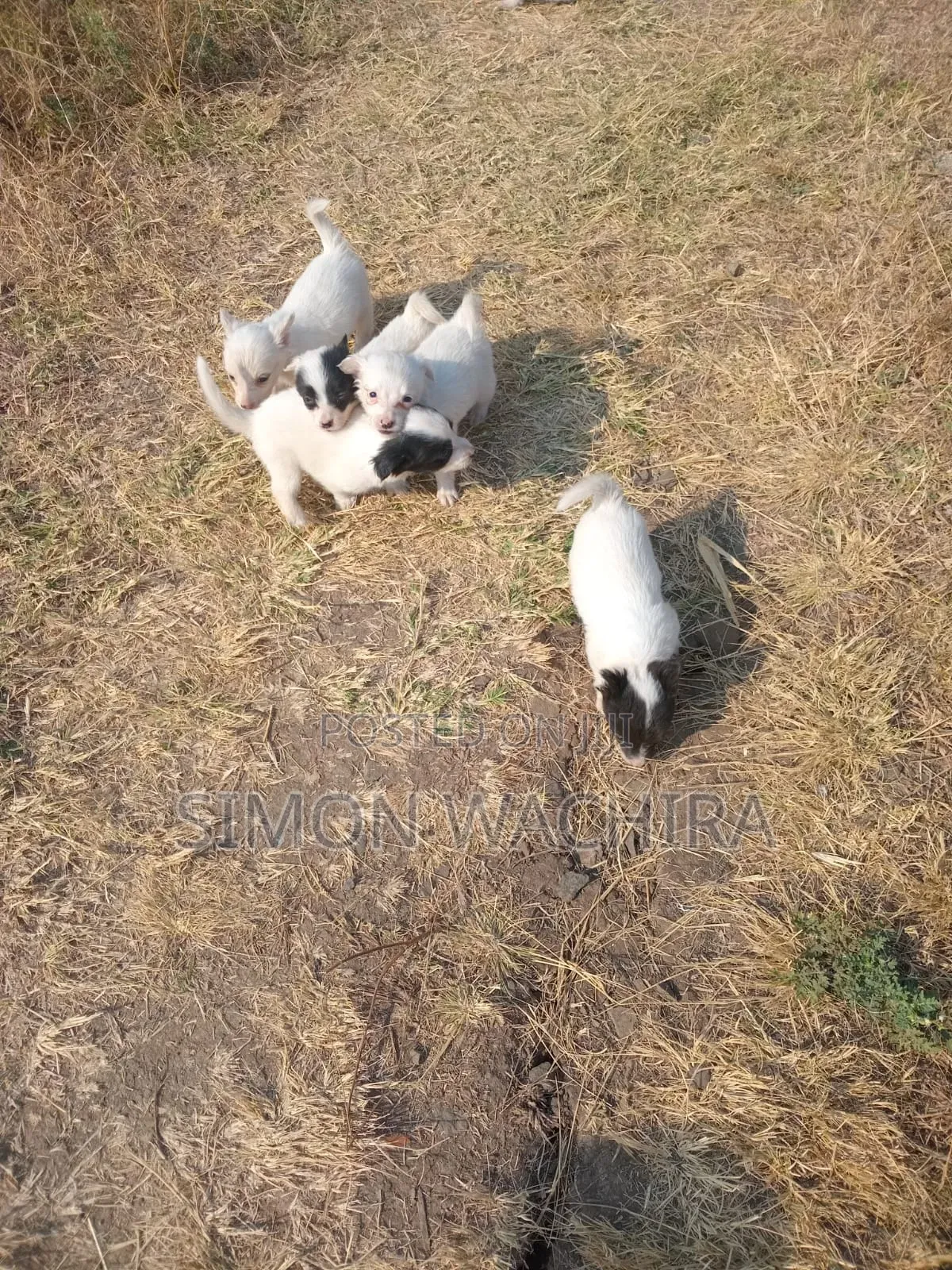 1-3 months Male Purebred Japanese Spitz