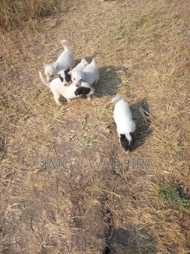 1-3 months Male Purebred Japanese Spitz - thumbnail 9