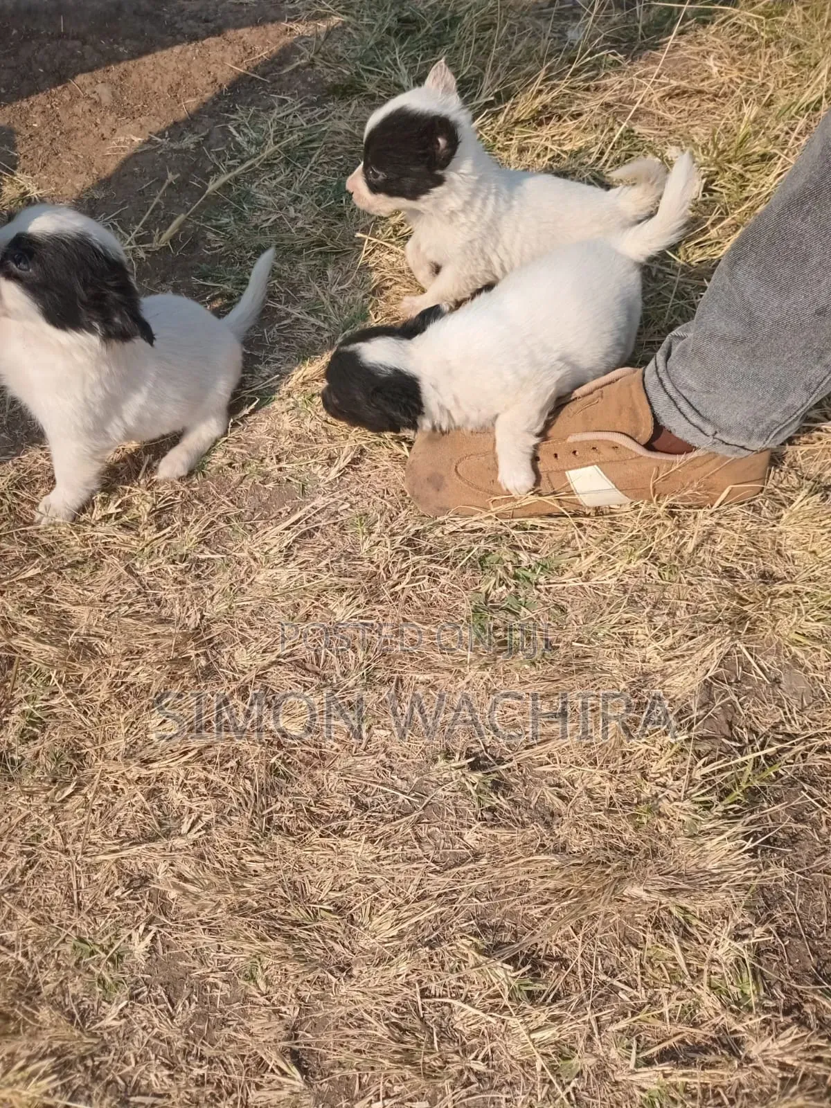 1-3 months Male Purebred Japanese Spitz