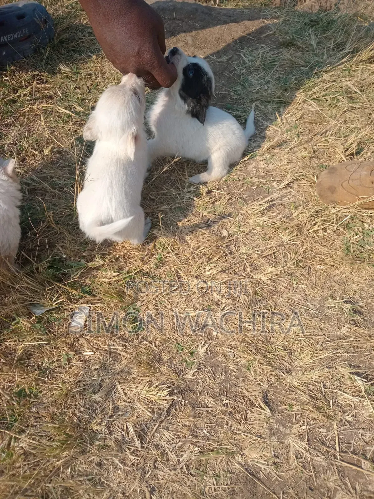 1-3 months Male Purebred Japanese Spitz