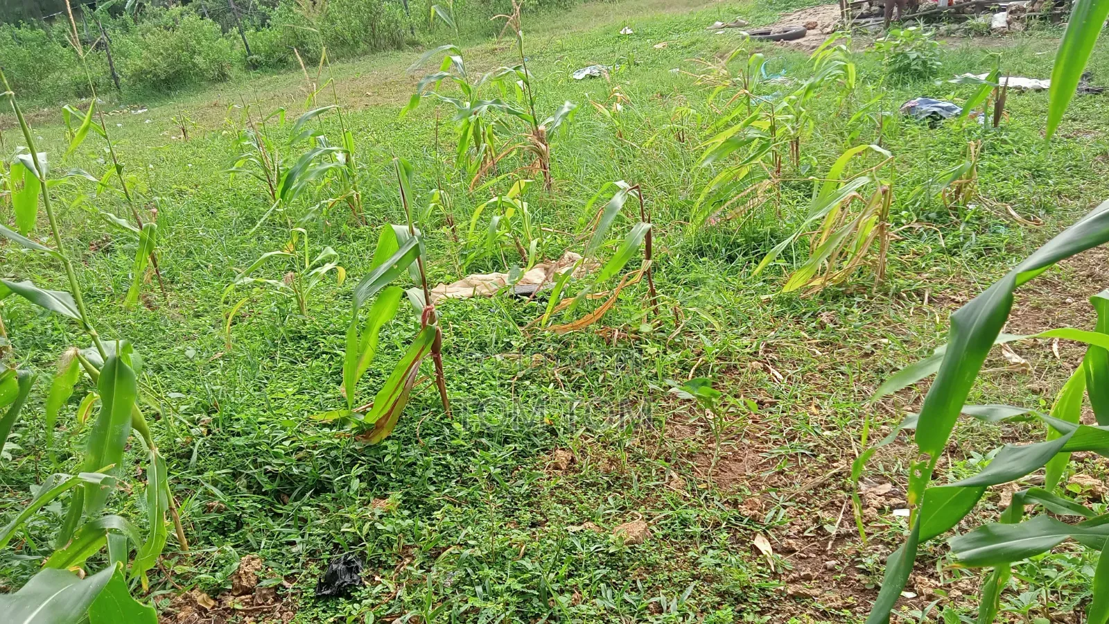 50/50 Near Beach Plot