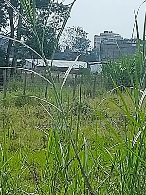 Plot for Sale