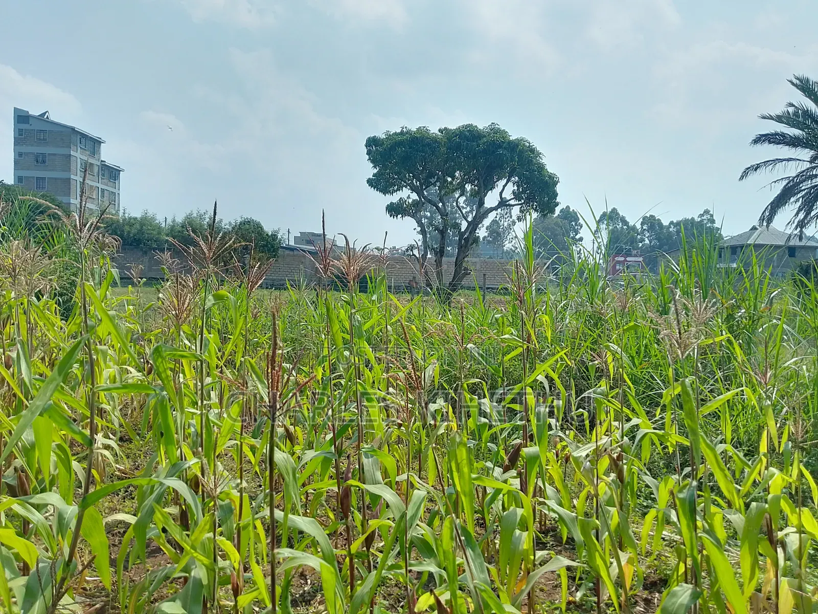 Plot for Sale