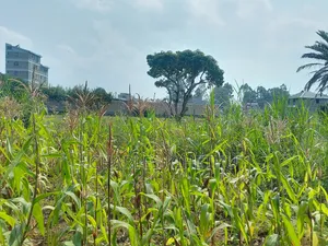 Plot for Sale