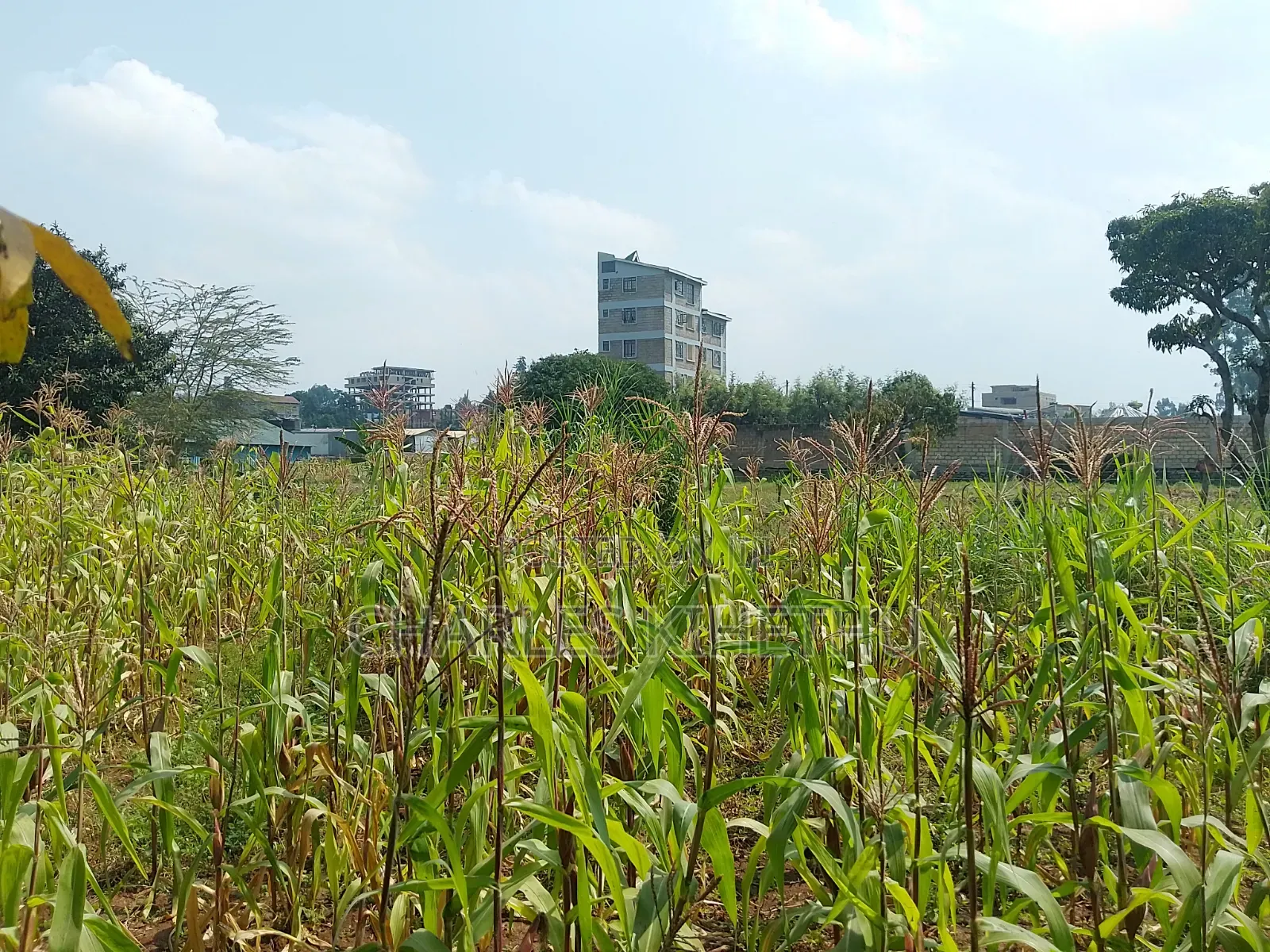 Plot for Sale