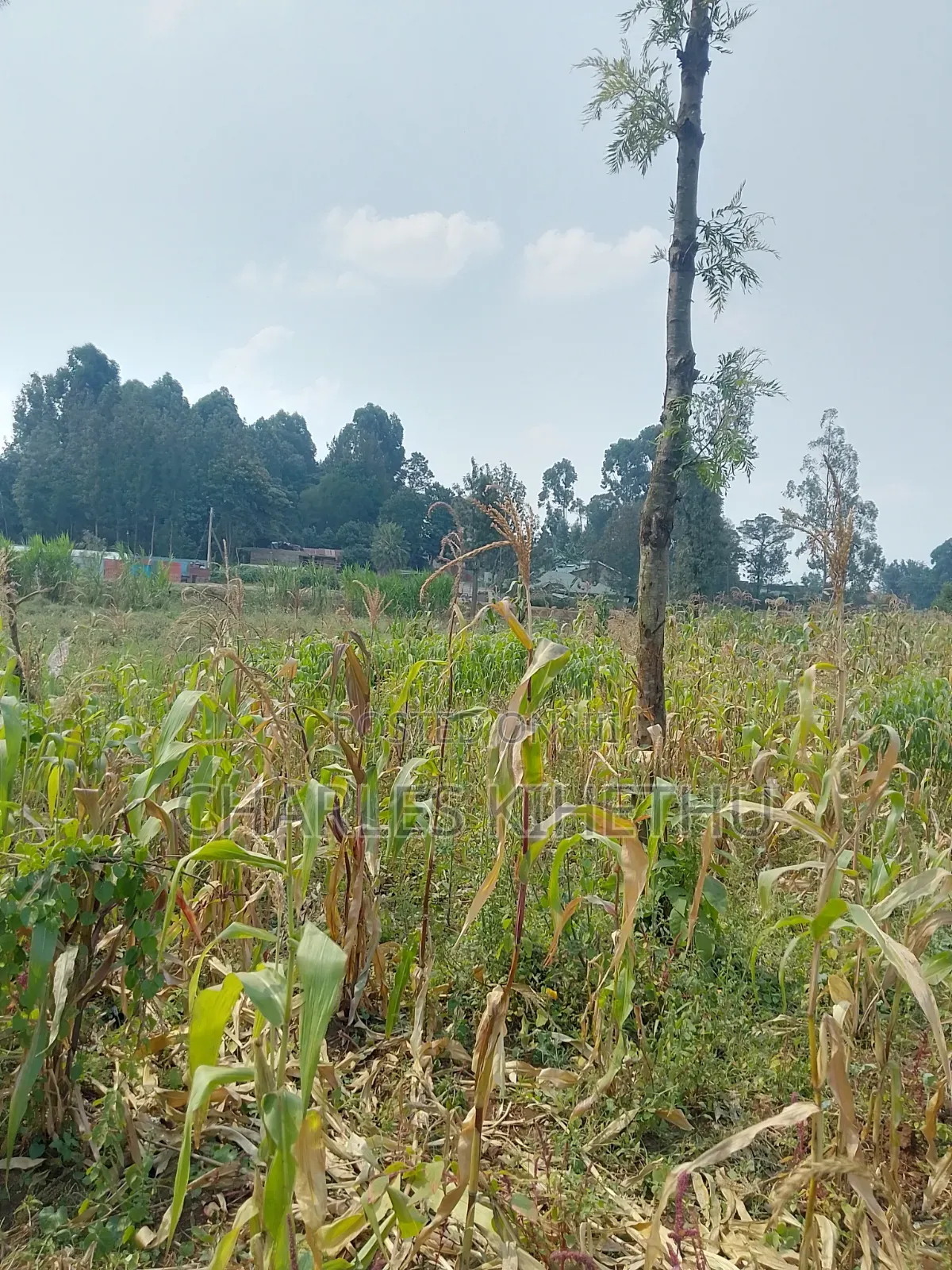 Plot for Sale