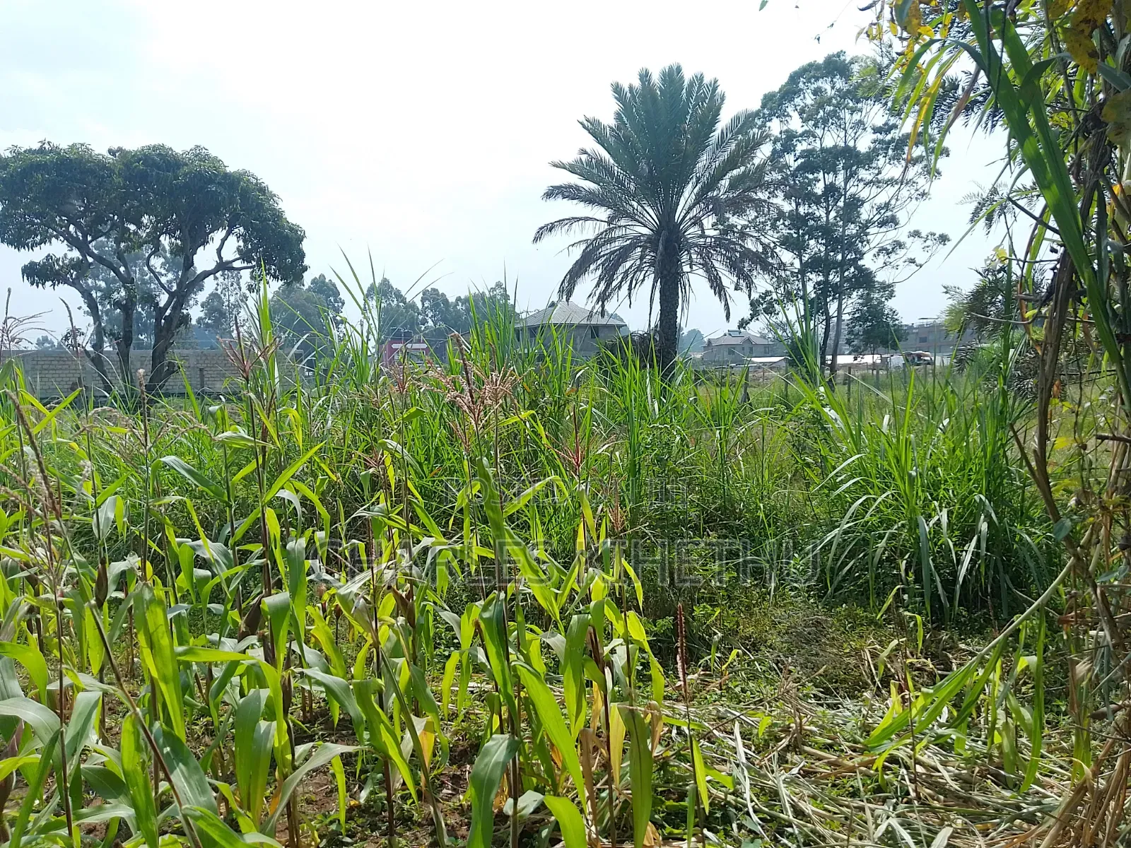 Plot for Sale