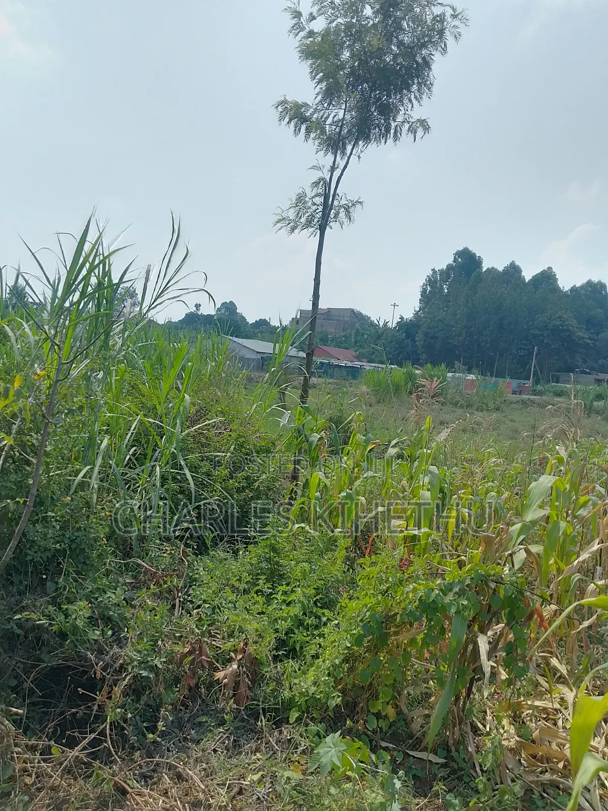 Plot for Sale