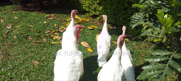 White Turkey Birds