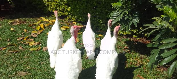 White Turkey Birds - thumbnail 2