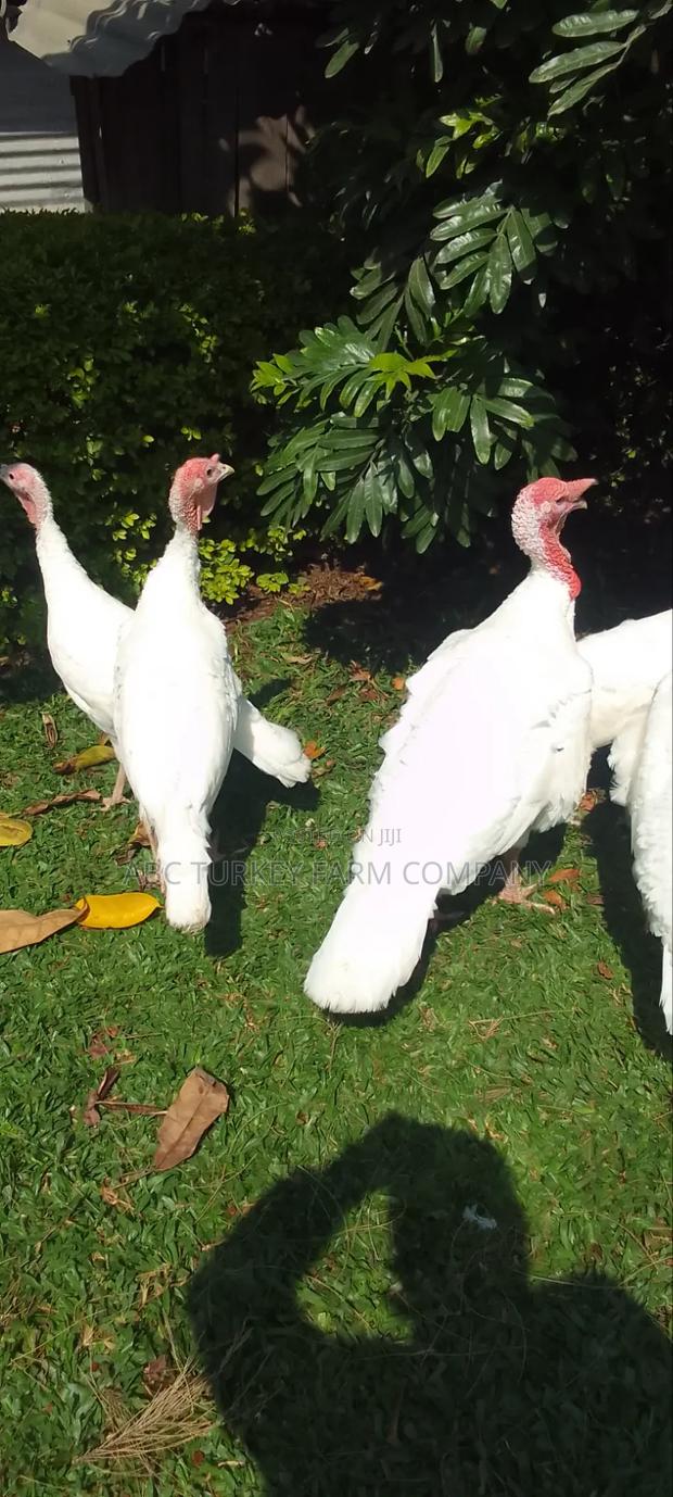 White Turkey Birds - thumbnail 3