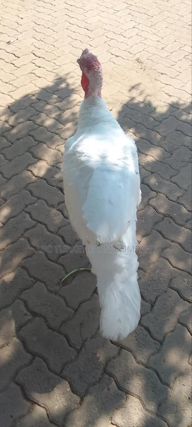 White Turkey Birds - thumbnail 4