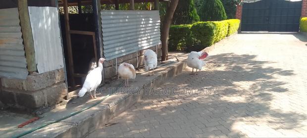 White Turkey Birds - thumbnail 5