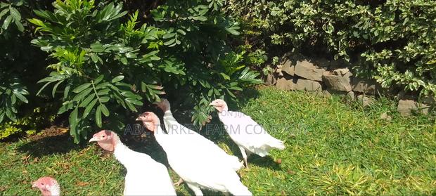White Turkey Birds - thumbnail 6