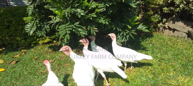 White Turkey Birds - thumbnail 7